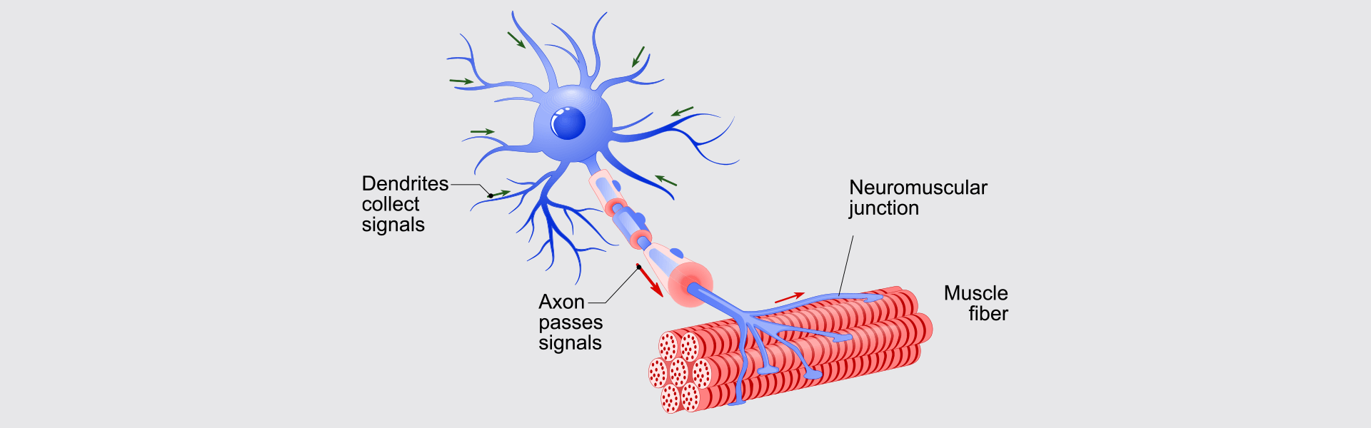 EMG | Neuro Hospital