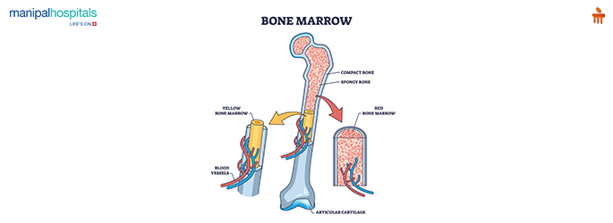 bone marrow biopsy