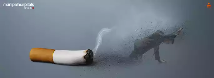 piloto tobacco Tobacco Seeds - Piloto Cubano piloto tobacco Tobacco Seeds - Piloto Cubano
