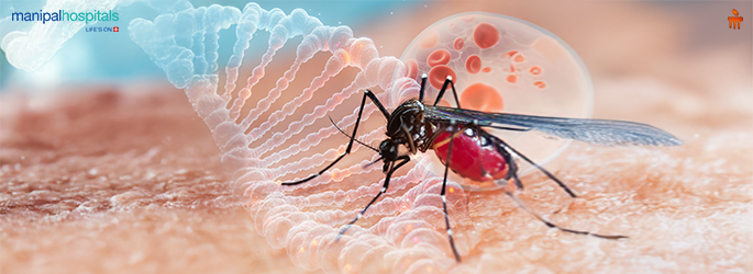 mosquito borne diseases