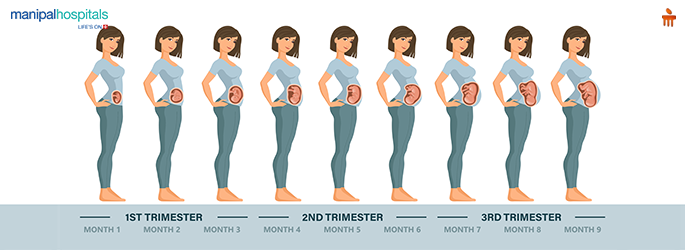 pregnancy stages