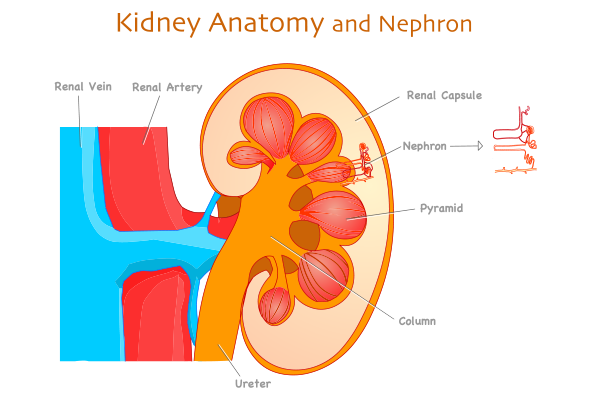 10 Early Signs of Human Kidney Disease You Shouldn’t Ignore