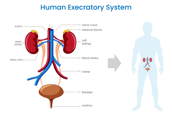 Kidney Transplant in Patiala