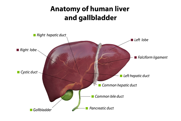 Fatty Pancreas Causes And Treatment