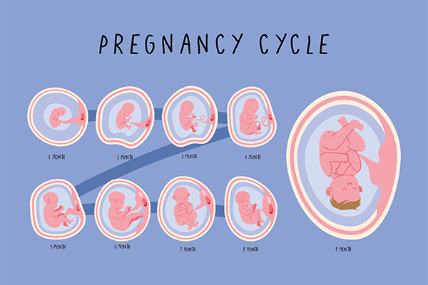 Pregnancy Stages Explained: Month-by-Month Guide