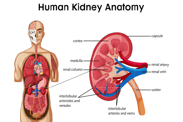 Pros and Cons of Renal Transplantation
