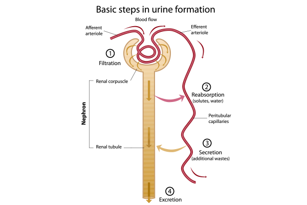 The Role of Kidneys: Why They Are Essential for Your Health