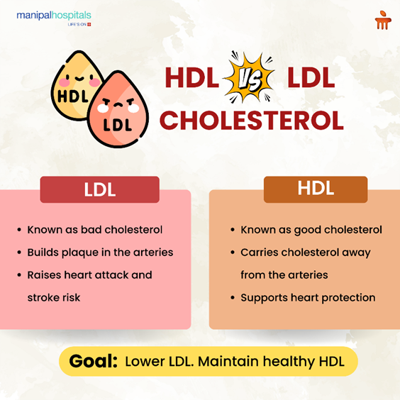 Good vs Bad Cholesterol | HDL vs LDL & Heart Health