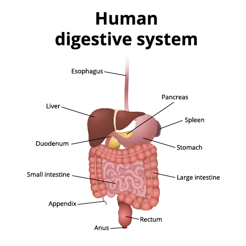 different parts of the digestive system