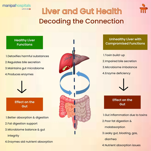 Liver and gut health: Decoding the connection
