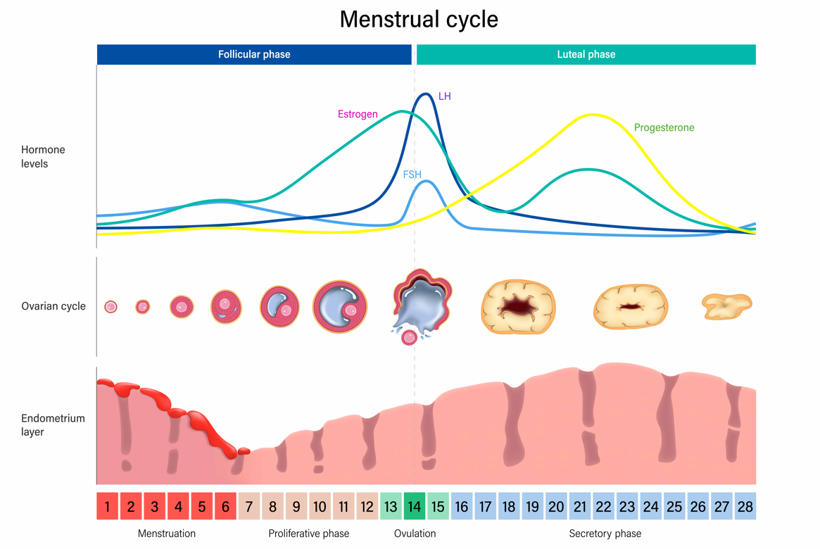 The Menstrual Cycle