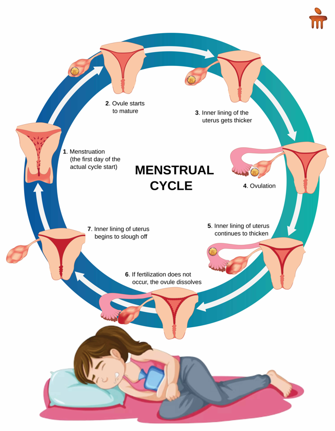 Understanding Menstrual Cycle: Phases, Hormonal Changes, and