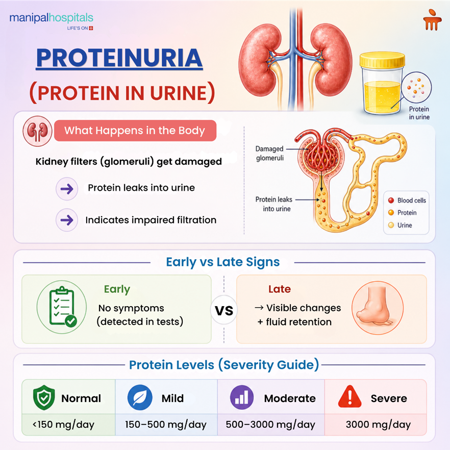 What Is Proteinuria? Causes, Symptoms, Levels & Treatment
