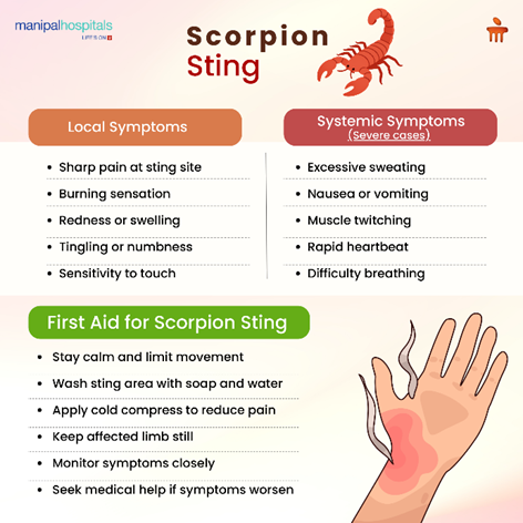 What to Do After a Scorpion Sting: Symptoms, First Aid, and Medical Treatment